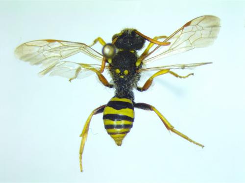 Nomada goodeniana